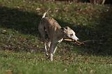 WHIPPET 398